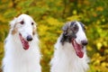 Portrait of a two greyhound dogs