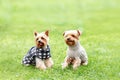 portrait of two happy friends yorkshire terrier puppy