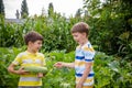 Portrait of two happy young boy holding marrows in community garden. Happy kids sibling brothers smiling and grimacing surprised