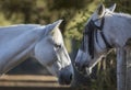 Portrait of two white horses separated by a fence Royalty Free Stock Photo