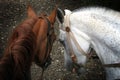 Portrait of two horses nose to nose. Portrait of brown and white horses in love nose to nose sniffing each other on road in forest Royalty Free Stock Photo