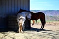 Portrait of two horses in an open farm on a grass field. Royalty Free Stock Photo