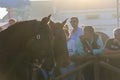 Portrait of two horses passing by the crowd at the National Horse Fair 2022 in Golega