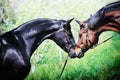 Portrait of two horses in spring garden Royalty Free Stock Photo