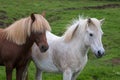 Portrait of two horses white and brown Royalty Free Stock Photo
