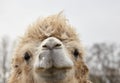 portrait of a two-humped camel Royalty Free Stock Photo