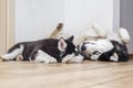 Portrait two husky dogs resting at home on floor. Husky and husky puppy lie on the floor and look at each other Royalty Free Stock Photo