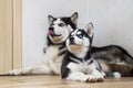 Portrait two husky dogs resting at home on floor. Husky and husky puppy lie on the floor and look up Royalty Free Stock Photo