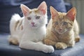 Portrait of two joung cats sitting on the sofa.