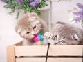 Portrait of two kittens. Playful cats in the drawer. Royalty Free Stock Photo