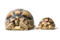 KleinmannÃÂ´s tortoises on a white background