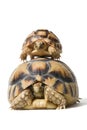 KleinmannÃÂ´s tortoises on a white background