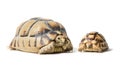 KleinmannÃÂ´s tortoises on a white background