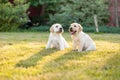 Portrait of Two labrador retriever puppies outdoor Royalty Free Stock Photo