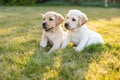 Portrait of Two labrador retriever puppies outdoor Royalty Free Stock Photo