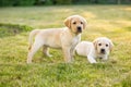 Portrait of Two labrador retriever puppies outdoor Royalty Free Stock Photo