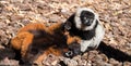 Portrait of two lemurs. Brown color lemur.