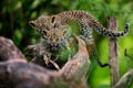 Portrait of two Leopard cubs, three month old, in Masai Mara, Kenya Royalty Free Stock Photo