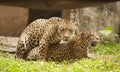 Portrait of two Leopard (Tiger) Royalty Free Stock Photo