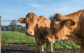 Portrait of two light brown cows Royalty Free Stock Photo