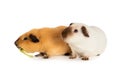 Two likable pet guinea pigs isolated on a white background Royalty Free Stock Photo