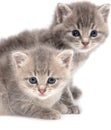 Portrait of two little kitten isolated on a white Royalty Free Stock Photo
