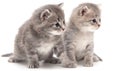 Portrait of two little kitten isolated on a white Royalty Free Stock Photo