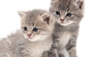 Portrait of two little kitten isolated on a white Royalty Free Stock Photo