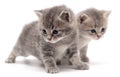 Portrait of two little kitten isolated on a white Royalty Free Stock Photo