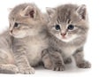 Portrait of two little kitten isolated on a white Royalty Free Stock Photo