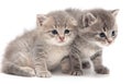 Portrait of two little kitten isolated on a white Royalty Free Stock Photo