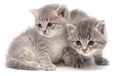 Portrait of two little kitten isolated on a white Royalty Free Stock Photo