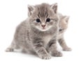 Portrait of two little kitten isolated on a white Royalty Free Stock Photo
