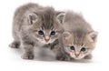 Portrait of two little kitten isolated on a white Royalty Free Stock Photo