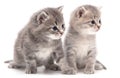 Portrait of two little kitten isolated on a white Royalty Free Stock Photo