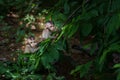 Portrait, Two little monkeys or Macaca in a natural forest park climb on a branch and is looking, enjoy, happy. At Khao Ngu Stone