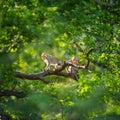 Portrait, Two little monkeys or Macaca in natural forest park sit and climb on branch and looking doubtfully, enjoy, happy. Khao