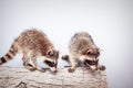 Portrait of two little playful racoon