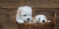 Portrait: Two little puppies - baby dogs Coton de Tulear. Royalty Free Stock Photo