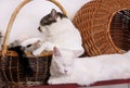 Portrait of two lovely cats at home. View of cute beautiful domestic cats lying, rests, enjoys and sleeps in living room of house.