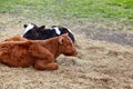 Portrait of two lying cows. Grass paddock on farmland