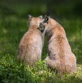 Portrait of two lynx in a game park