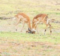 A portrait of two male Impalas fighting