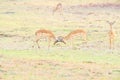 A portrait of two male Impalas fighting