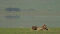 Portrait of two male lions laying on ground, halting in natural habitat. Exotic wildcats on grass in safari park near