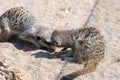 Meerkats suricata suricatta Royalty Free Stock Photo