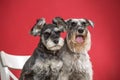 Portrait of two miniature schnauzer dogs Royalty Free Stock Photo