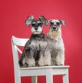 Portrait of two miniature schnauzer dogs on white chair in studio Royalty Free Stock Photo