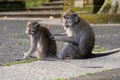 Portrait of two monkeys sitting at Sangeh Monkey Forest, Bali, Indonesia