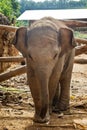 Portrait of two-month-old baby elephant. Royalty Free Stock Photo